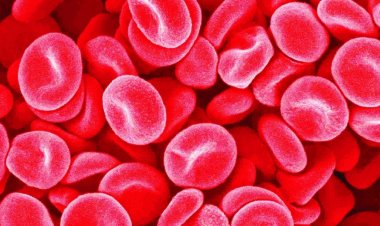 प्लेटलेट्स म्हणजे काय?