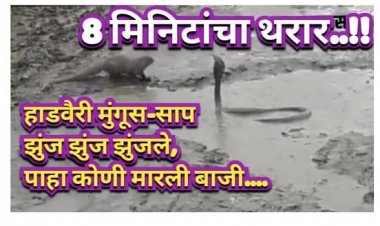 8.मिनिटाचा थरार : हाडवैरी मुंगूस आणि साप झुंज झुंज झुंजले, पाहा कोणी मारली बाजी....