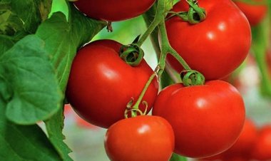 टोमॅटो : हृदयरोग आणि मधुमेहींसाठी एक वरदान - Tomato is Boon for Heart Disease and Diabetes