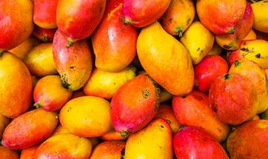 आम खाना स्वास्थ्य के लिए लाभदायक हैं। कुछ मुख्य लाभ यह हैं.....