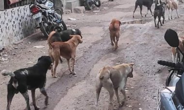 मक्सूद कॉलनीत कुत्र्यांचा सुळसुळाट : महानगरपालिका प्रशासक जी श्रिकांत इकडे लक्ष देणार का?