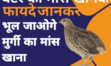 बटेर का मांस खाने के फायदे जानकार भूल जाओगे मुर्गी का मांस खाना