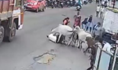 मोकाट गाईंचा आतंक : पहा व्हिडिओ