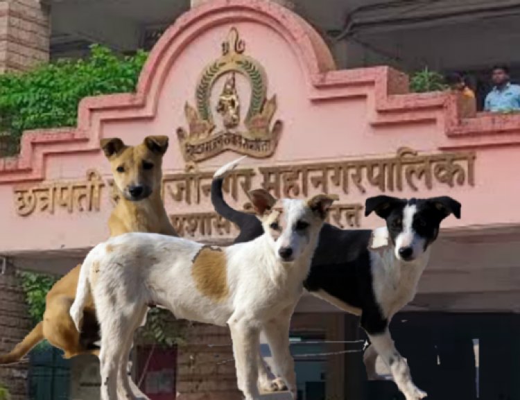 भुकेले, आक्रमक मोकाट कुत्रे आणि निष्क्रिय महानगरपालिका – सुरक्षितता धोक्यात