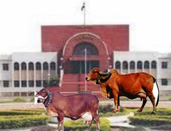 २२ महिन्यांची जनावरांची कैद संपली; खंडपीठाचा गौशाळेला दणका, शेतकऱ्याचा विजय!