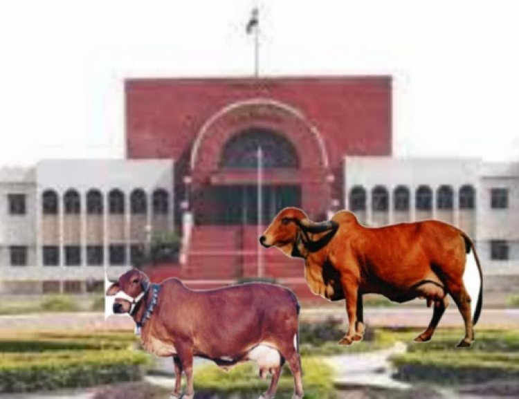 २२ महिन्यांची जनावरांची कैद संपली; खंडपीठाचा गौशाळेला दणका, शेतकऱ्याचा विजय!