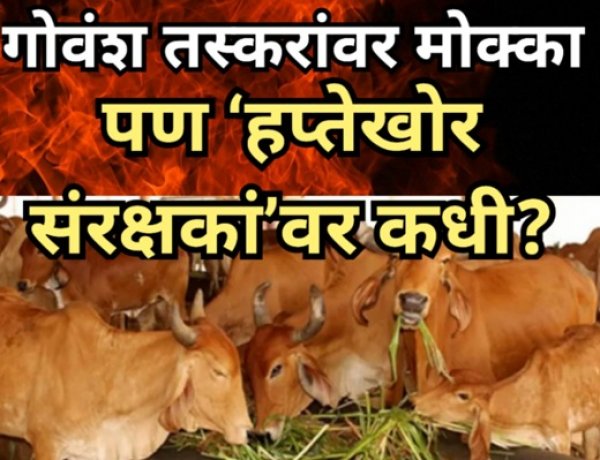 गोवंश तस्करांवर मोक्का; पण ‘हप्तेखोर संरक्षकां’वर कधी?